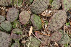 Small image of Prickly pear without flowers growing on the ground.