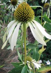 Small image of Coneflower with white petals.