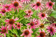 Small image of Purple coneflower blooming in a garden bed.