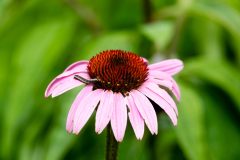 Small image of Catepillar crawls on purple coneflower.