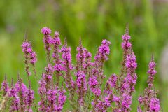 Small image of Tops of purple loosestrife plant showing purple flowers and buds.