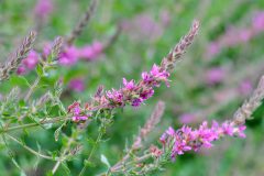 Small image of Buds growing along purple loosestrife.