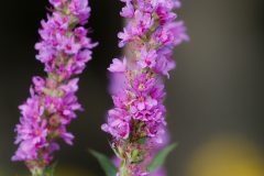 Small image of Close up of purple loosestrife flowers.