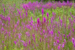 Small image of Several purple loosestrife plants grow in a field.