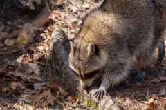 Small image of A raccoon bends down as if to sniff the root of a tree, its small, erect ears pointed upwards and its hand-like paw grasping the bark.