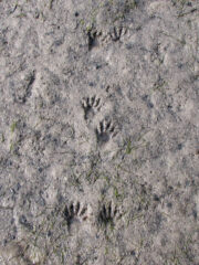 Small image of The footprints of a raccoon stretch across flat, muddy ground, bearing resemblance to human handprints.