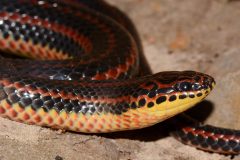 Small image of Rainbow snake coiled up.