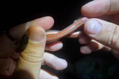 Small image of Hand holds a small juvenile rainbow snake.