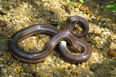 Small image of Rainbow snake coiled over itself on a pebbly surface.