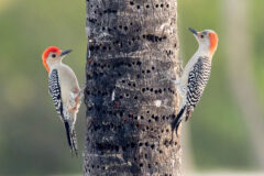 Small image of Two red-bellied woodpeckers perched on the slim trunk of a tree.