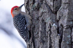 Small image of A red-bellied woodpecker perched on the trunk of a tree.