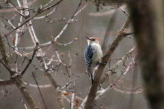 Small image of A red-bellied woodpecker perched on the slim branch of a tree.