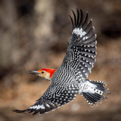 Small image of A red-bellied woodpecker in flight shows its black and white patterned wings and tail feathers.