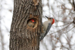 Small image of One red-bellied woodpecker perches on the trunk of a tree while another pokes its head out of a hole in the bark.