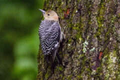 Small image of A juvenile red-bellied woodpecker perched on the trunk of a tree.