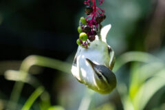 Small image of A red-eyed vireo hangs from a bunch of berries.