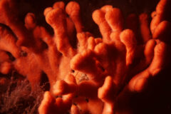 Small image of A red beard sponge underwater with thick, pale red-orange branches.