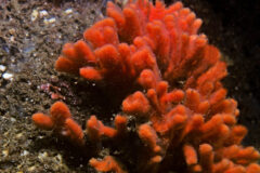 Small image of A red beard sponge growing on a rock underwater, its red branches looking thick and almost fluffy, but relatively short and without a lot of branching.