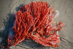 Small image of A red beard sponge, vibrant red with fairly thin branches, on wet sand.