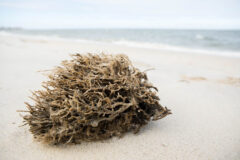 Small image of A red beard sponge lying on dry sand. Its branches are thin and brown.