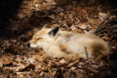 Small image of A red fox rests among dried leaves, its long, bushy tail curled around its body.