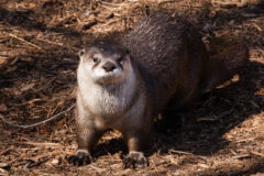 Small image of A river otter stands in the woods, revealing a silvery brown throat and belly and sturdy, webbed feet.