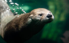 Small image of Seen underwater, a river otter is submerged as bubbles float behind its body.