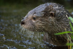 Small image of A close-up view of a river otter's face shows its dense brown fur, small round ears and long white whiskers.
