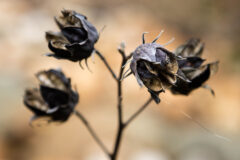 Small image of Black dry empty seed pods on a black step.