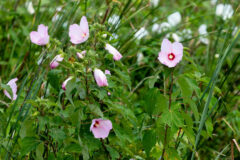 Small image of Close up of rose mallow plant with pink flowers.