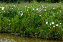 Small image of Patch of rose mallow growing on the side of a stream showing pink flowers.