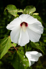 Small image of Broad white petals with a dark pink center and light yellow stigma.