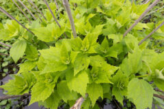 Small image of Broad green leafs sprout from plant without any flowers.