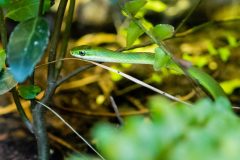 Small image of A rough green snake slithering through leafy green underbrush.