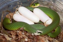 Small image of A rough green snake coiled around four white oblong eggs. They look almost like large, white pills. The snake and eggs are on a bed of woodchips and leaf litter, inside a plastic enclosure.