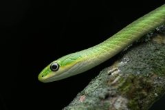 Small image of Closeup on the head of a rough green snake. It has grayish eyes with a large black pupil and between the bright green back and the cream belly of the snake, the edge area is yellowish. It is on a mossy rock.