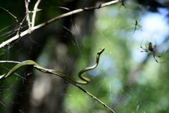 Small image of A small rough green snake on a branch behind a spiderweb, eying three large spiders.