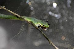 Small image of A rough green snake eating a spider. The snake's jaw is open and the spiders legs are sticking out. The snake is on a branch near a spiderweb.