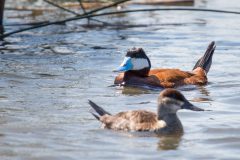 Small image of Male and female ruddy ducks move through the water.