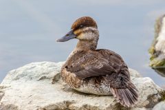 Small image of Male ruddy duck sits on a rock.