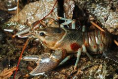 Small image of A side view of a rusty crayfish, mostly gray and pale tan with little dots and then the distinctive large rusty spot near the center of its body. It has long, thin whiskers that are the same rusty color.