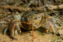 Small image of A front view of a rusty crayfish on a muddy surface with algae and twigs. Its eyes are bulging and dark, and its claws have orange tips with a dark stripe between the tip and the gray, speckled area of the rest of the claw.