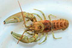 Small image of A top view of a rusty crayfish. It has a greenish tint to its gray claws and legs and its rusty body.