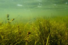 Small image of Sago pondweed spread out across the bottom of a river.