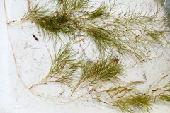 Small image of Sago pondweed on the deck of a boat.