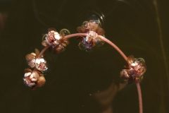 Small image of Small brownish-link flowers begin to emerge from the plant.