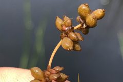 Small image of Light brown stem with several light brown circular tubers attached.