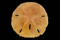 Small image of A reddish-brown sand dollar close up.