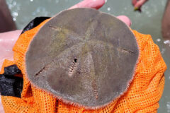 Small image of A live sand dollar is picked up by an orange net.
