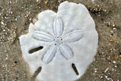 Small image of The skeleton of a sand dollar is found in the sand.